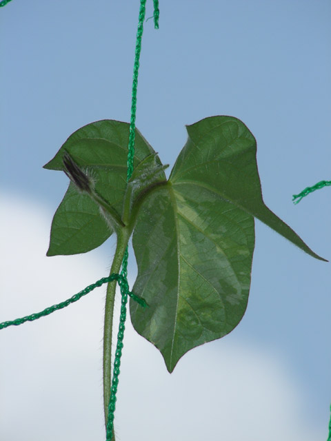 2010-07-10の朝顔 アップ